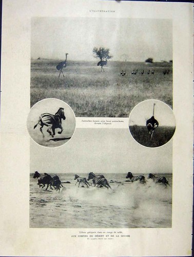 Old vintage print gnu - old,