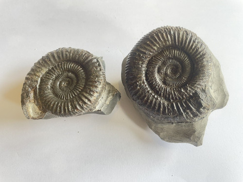 Dactylioceras ammonite pair - dactylioceras,