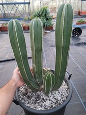 XL Pachycereus marginatus, Thick Specimen. Large Cutting. 