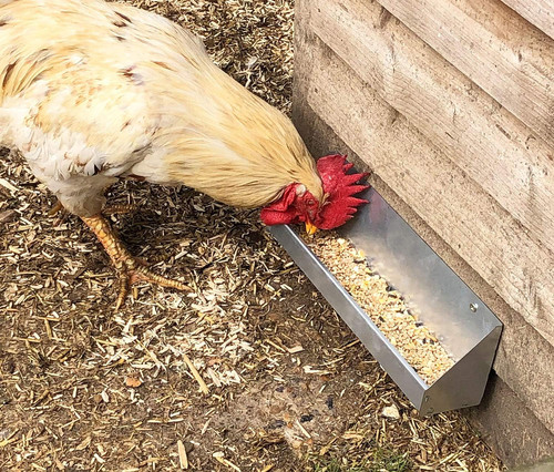 Galvanised chicken poultry - galvanised,
