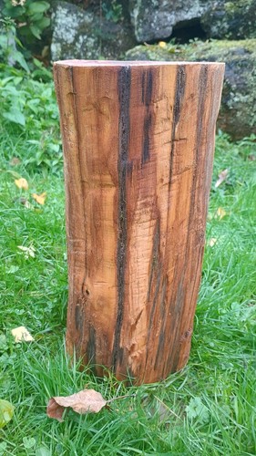 Tree stump trunk - , real