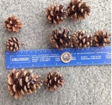 10 Fir Cones 3-5cm