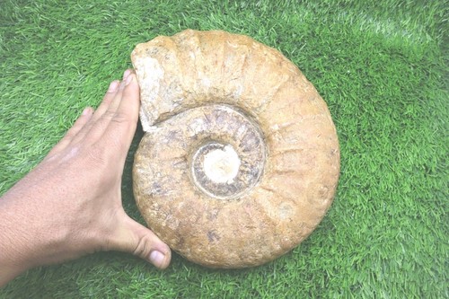 Acanthoceras ammonite - acanthoceras,