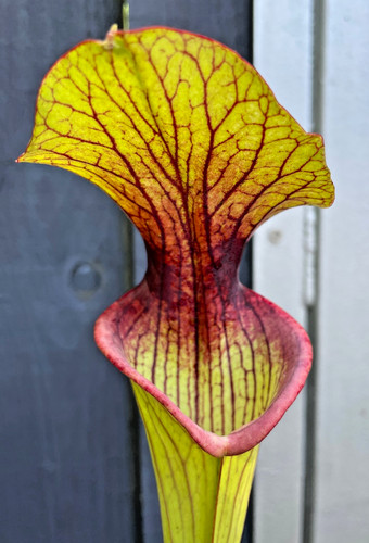 Sarracenia lynda butt - sarracenia, x