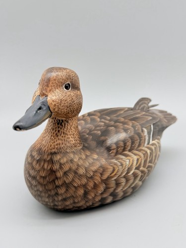 Mallard hen teal - hen, duck’