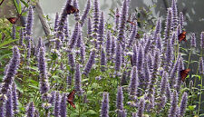 35 AGASTACHE LIQUORICE BLUE HARDY PERENNIAL SEEDS, 35 SEEDS