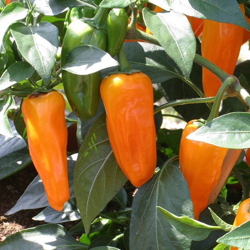 Chilli pepper orange - chilli, spice