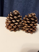 Pair of large Pine Cones