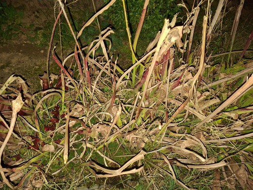 Carnivorous plant sarracenia - carnivorous,
