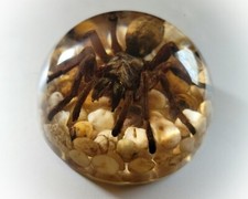 Large Spider in Resin Dome