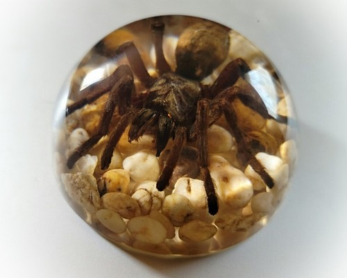 Large spider resin dome - large, in