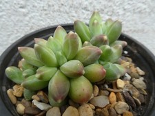 PACHYPHYTUM COMPACTUM