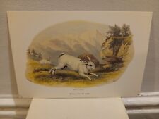 ANIMALS  -  CHELSEA  PRINTS  -