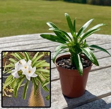Pachypodium lamerei -