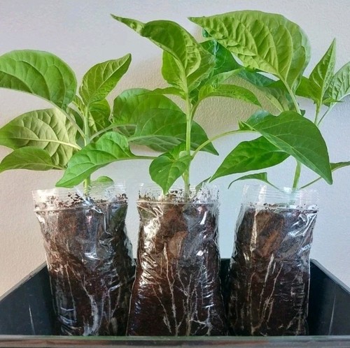 Bangladeshi naga chilli - ,