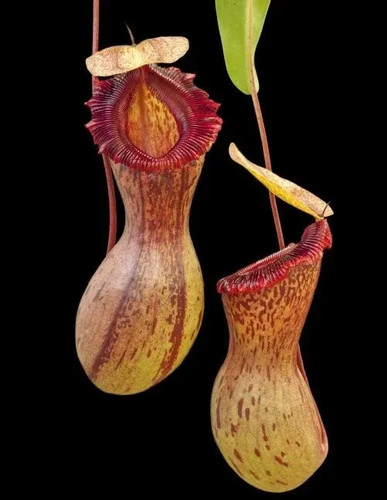 Nepenthes ventricosa - nepenthes,