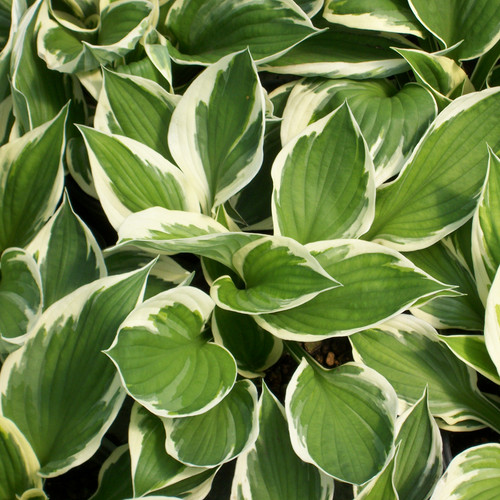 Hosta minute man herbaceous - 'minute,