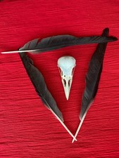 Genuine Crow skull bones witchcraft pagan magick feathers
