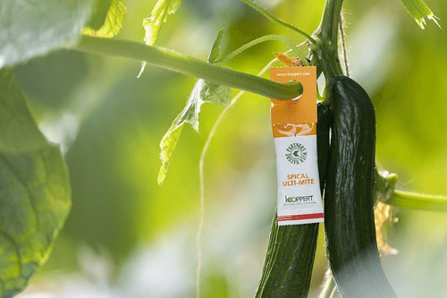 Spider mite killer - killer, sachets