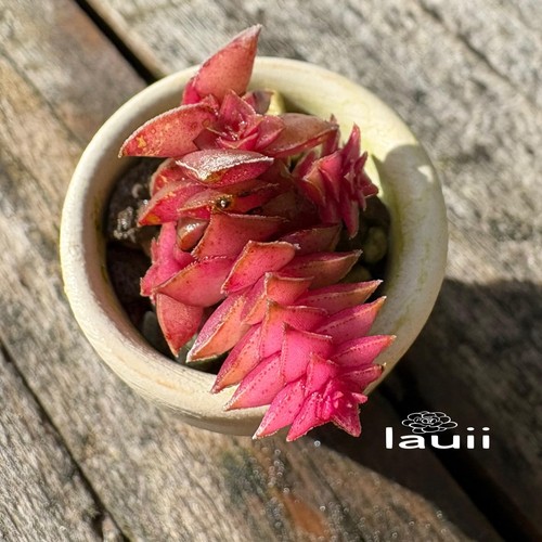 Crassula capitella corymbulosa - crassula,