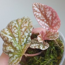 RARE - Begonia Snowcap PINK