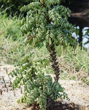 Rare Beiselia Mexicana Bonsai