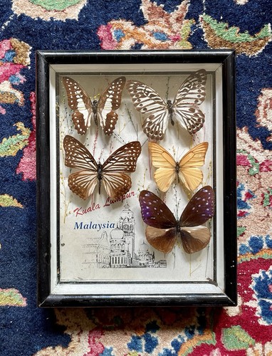 Vintage real butterfly - butterfly, display