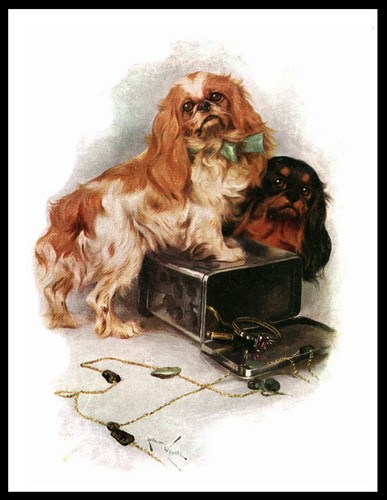 King charles toy spaniel - king,