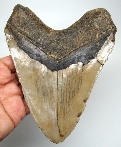 Megalodon shark tooth real - tooth,