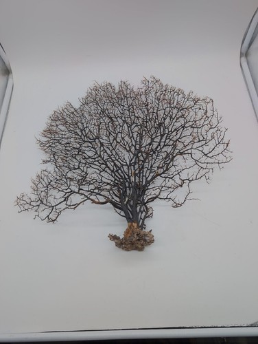 Genuine gorgonia natural - gorgonia, sea