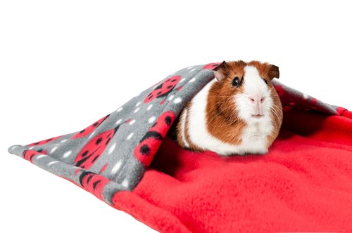 Waterproof guinea pig and - guinea,