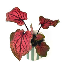 Caladium 'Lucia' RARE - 6cm
