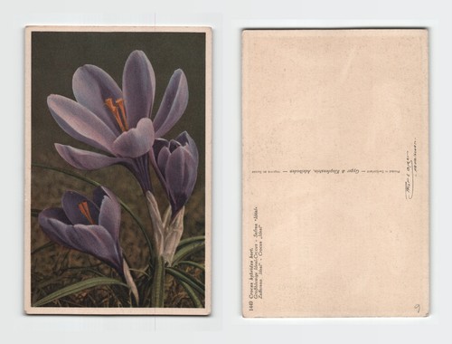 Postcard botanical - -,