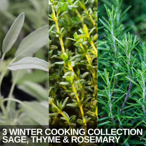 Large garden ready plants - ready,