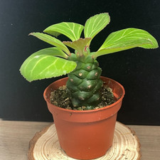 Euphorbia Monadenium ritchiei