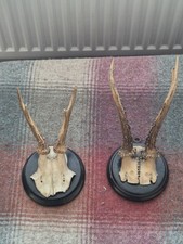 Roe Buck Deer Skull Antlers Taxidermy