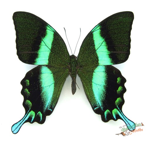 Papilio blumei green peacock - green,