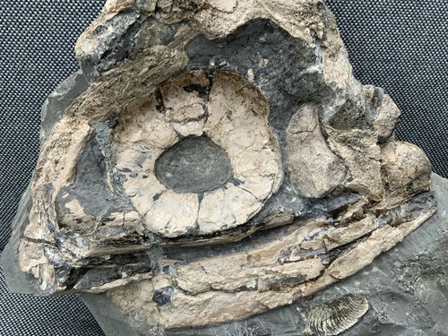 Partial fossil ichthyosaur - fossil,