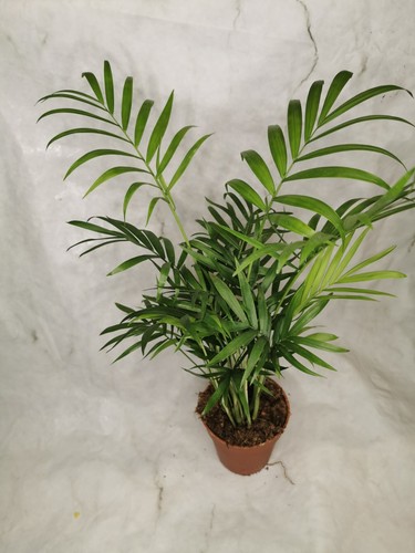 Parlour palm plants 30 - 3,
