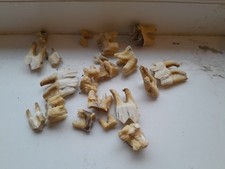 Fantastic Mixed Sheep Teeth Taxidermy Jewellery Art Craft Skull Curio