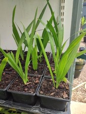 Phoenix Reclinata - 9 cm Pot Senegal Date Palm Seedling