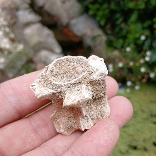 Morocco fossil sea snake - morocco,