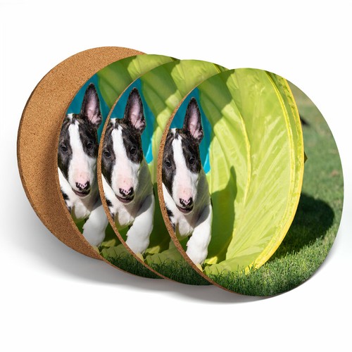 Set english bull terrier - set,