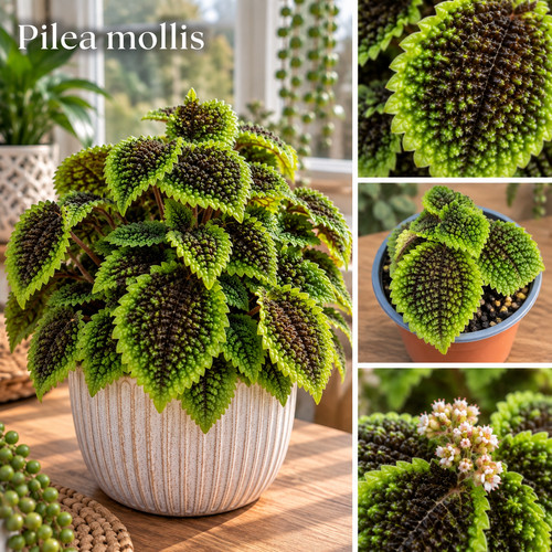 Pilea mollis moon valley - pilea,