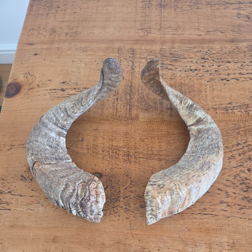 Large sheep ram horns - sheep,