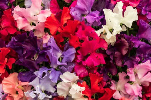 Sweet pea giant spencer waved - pea,