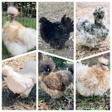 12 Silkie, Satin, Showgirl