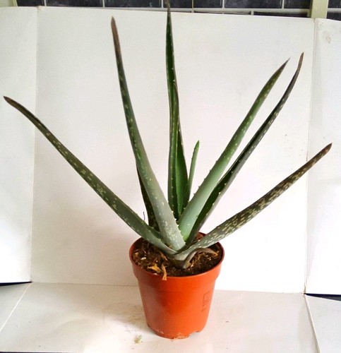 Aloe potted plant green - (aloe),