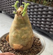 7.8cm Cyphostemma uter var.macropus WYSIWYG Own Root