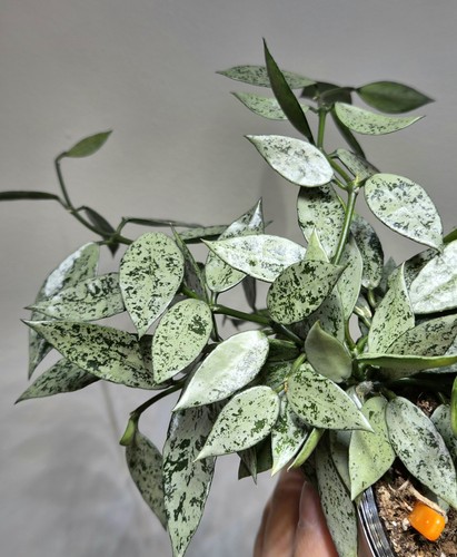 Rare hoya lacunosa silver - lacunosa,